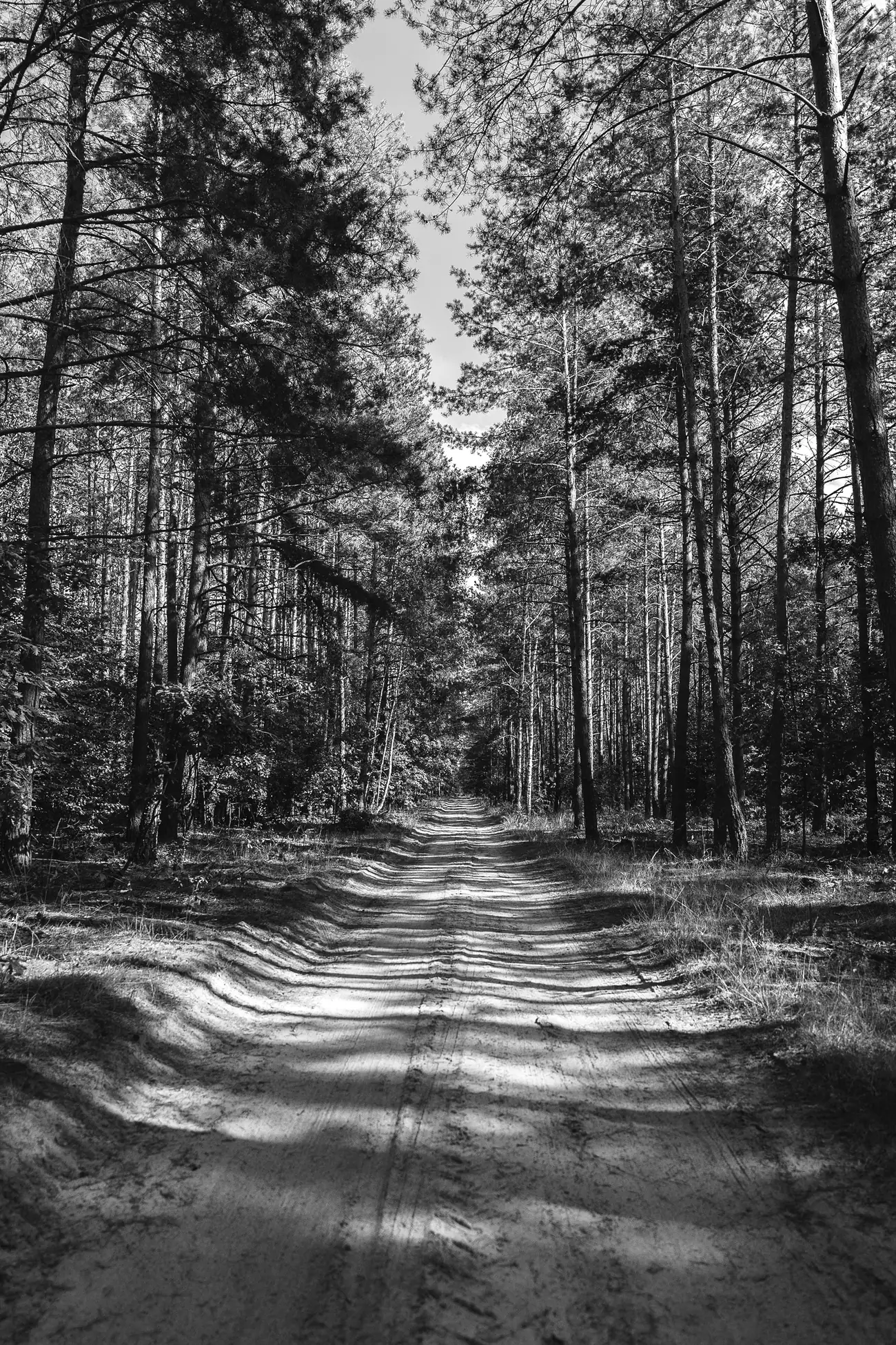 Mustavalkoinen metsätie katoaa mäntyjen väliin